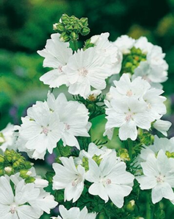 Malva moschata 'Alba' P9 - afbeelding 3