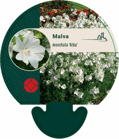 Malva moschata 'Alba' P9 - afbeelding 2