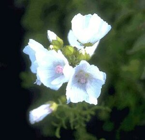 Malva moschata 'Alba' P9 - afbeelding 1