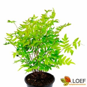 Osmunda regalis 'Purpurascens' P9 - afbeelding 1