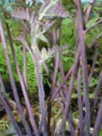 Osmunda regalis 'Purpurascens' P9 - afbeelding 2