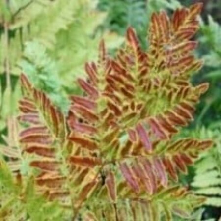 Osmunda regalis 'Purpurascens' P9 - afbeelding 3
