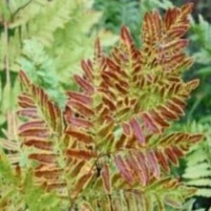 Osmunda regalis 'Purpurascens' P9 - afbeelding 3