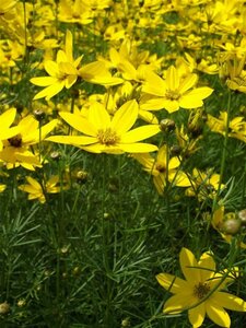 Coreopsis verticillata 'Grandiflora' P9 - afbeelding 2