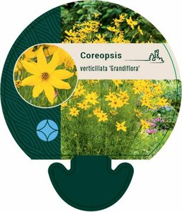 Coreopsis verticillata 'Grandiflora' P9 - afbeelding 1