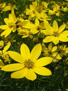 Coreopsis verticillata 'Grandiflora' P9 - afbeelding 3