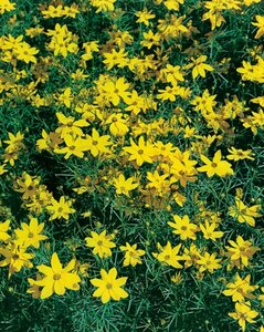 Coreopsis verticillata 'Grandiflora' P9 - afbeelding 4