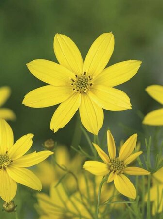 Coreopsis verticillata 'Grandiflora' P9 - afbeelding 5