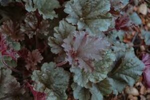 Heuchera 'Dark Secret' P9 - afbeelding 1