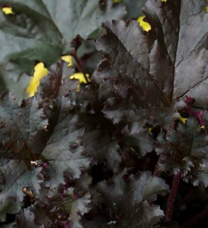 Heuchera 'Dark Secret' P9 - afbeelding 2