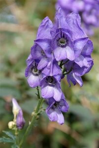 Aconitum napellus P9 - afbeelding 1