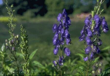 Aconitum napellus P9 - afbeelding 2