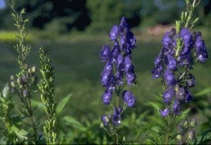 Aconitum napellus P9 - afbeelding 2