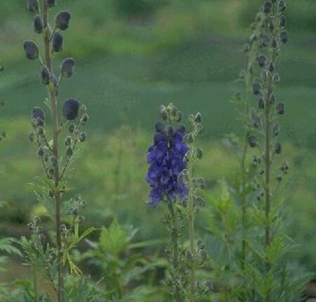 Aconitum napellus P9 - afbeelding 3