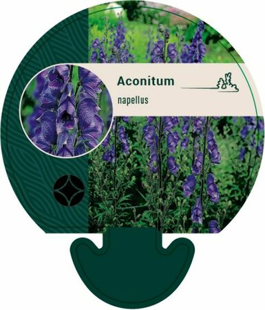 Aconitum napellus P9 - afbeelding 4