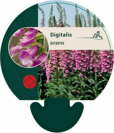 Digitalis purpurea P9 - afbeelding 3