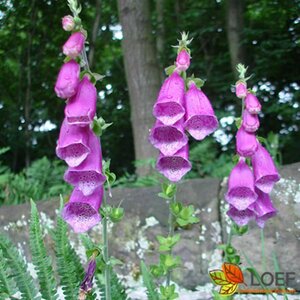 Digitalis purpurea P9 - afbeelding 2