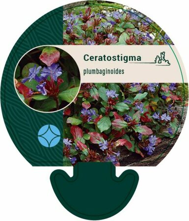 Ceratostigma plumbaginoides P9 - afbeelding 3