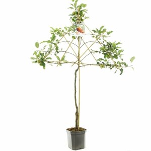 Malus domestica 'Elstar' 125/150 C. Lei - afbeelding 2