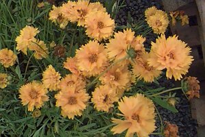 Coreopsis grandiflora 'Sunray' P9