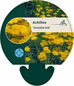 Achillea 'Coronation Gold' P9 - afbeelding 5