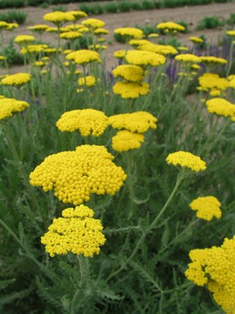 Achillea 'Coronation Gold' P9 - afbeelding 1