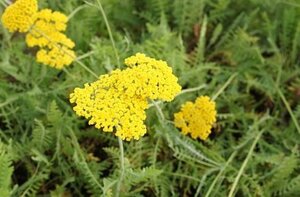 Achillea 'Coronation Gold' P9 - afbeelding 4