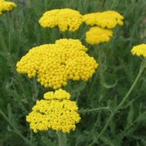 Achillea 'Coronation Gold' P9 - afbeelding 2