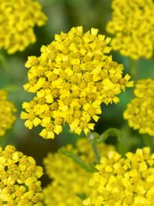 Achillea 'Coronation Gold' P9 - afbeelding 3