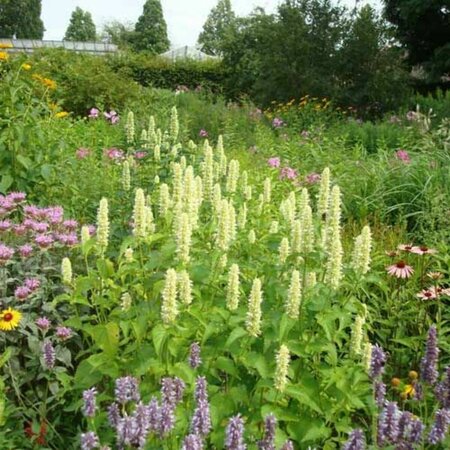 Agastache rugosa 'Alabaster' P9 - afbeelding 1