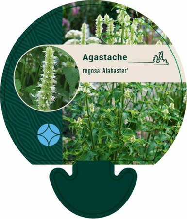 Agastache rugosa 'Alabaster' P9 - afbeelding 2