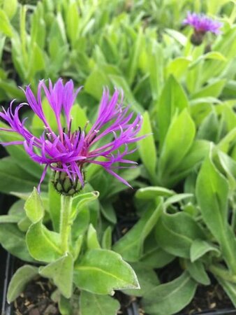 Centaurea montana P9 - afbeelding 1