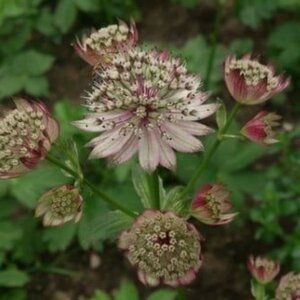 Astrantia 'Buckland' P9 - afbeelding 2