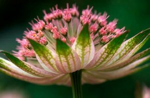 Astrantia 'Buckland' P9 - afbeelding 3