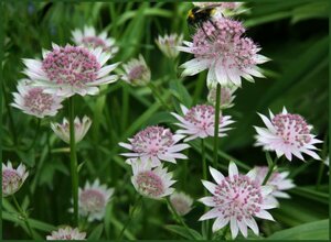 Astrantia 'Buckland' P9 - afbeelding 4