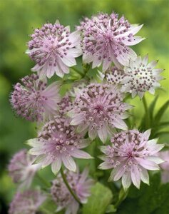 Astrantia 'Buckland' P9 - afbeelding 5