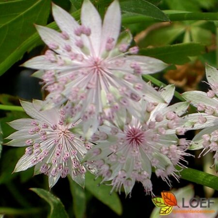 Astrantia 'Buckland' P9 - afbeelding 1