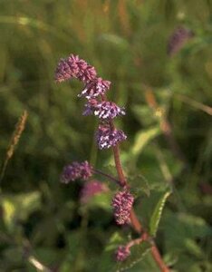 Salvia verticillata P9 - afbeelding 1