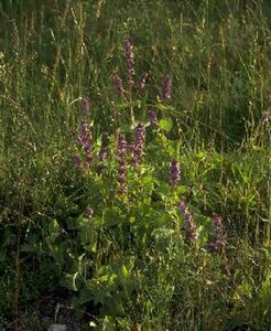 Salvia verticillata P9 - afbeelding 2