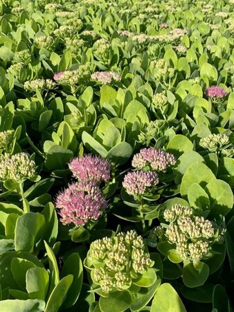 Sedum spectabile 'Brillant' P9 - afbeelding 4