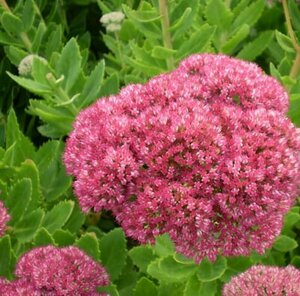 Sedum spectabile 'Brillant' P9 - afbeelding 2