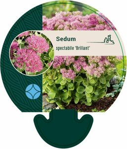 Sedum spectabile 'Brillant' P9 - afbeelding 6