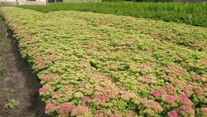 Sedum spectabile 'Brillant' P9 - afbeelding 3