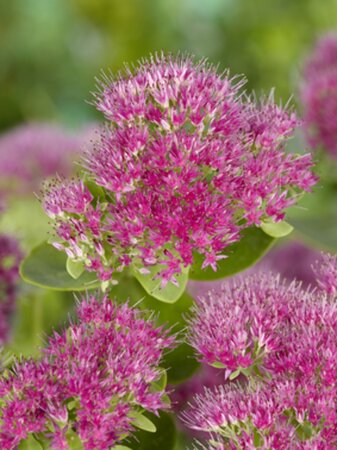 Sedum spectabile 'Brillant' P9 - afbeelding 5