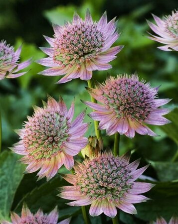 Astrantia major 'Florence' P9 - afbeelding 2