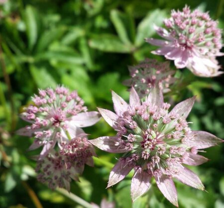 Astrantia major 'Florence' P9 - afbeelding 1