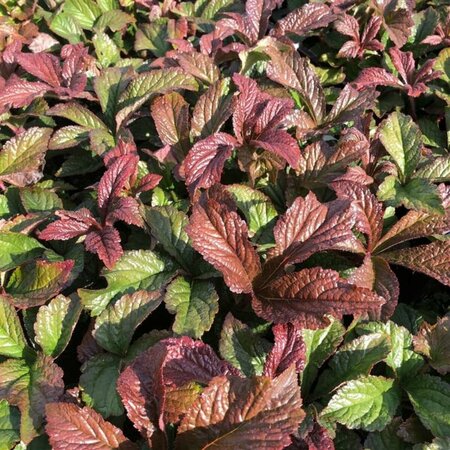 Rodgersia aesculifolia P9 - afbeelding 2