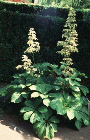 Rodgersia aesculifolia P9 - afbeelding 1