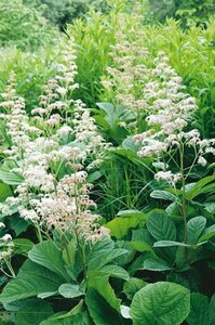 Rodgersia aesculifolia P9 - afbeelding 3