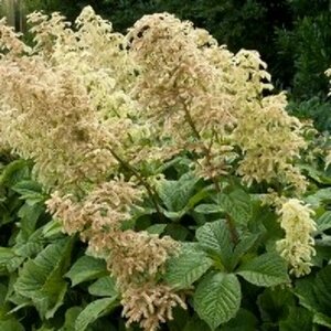 Rodgersia aesculifolia P9 - afbeelding 4